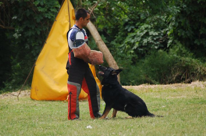 KUTYAKIKPZS,HUNDEAUSBILDUNG - Szcs Kroly